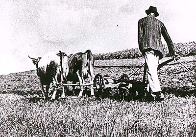 Ploughing a field, historical photo 