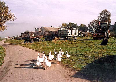 Český Krumlov area, agricultural machines and geese 