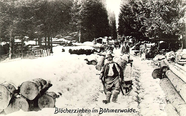 Šumava (Böhmerwald), Winterfahren des Scheitholzes auf Handschlitten, ein historisches Foto, foto:  Seidel