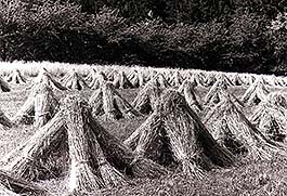 Sheaves of wheat on a field, historical photo 