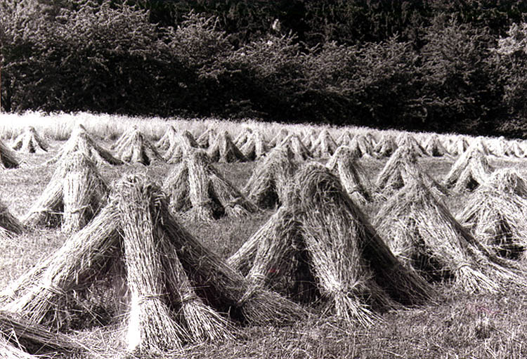 Getreidegarben auf dem Feld, ein historisches Foto