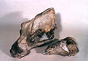 Dobrkovická cave, skeletal remains of prehistorical animals - bear skull and and bit of rhinoceros' thigh bone, collection of Regional Museum of National History in Český Krumlov 