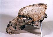 Dobrkovická cave, skeletal remains of prehistorical animals - bear skull, collection of Regional Museum of National History in Český Krumlov 