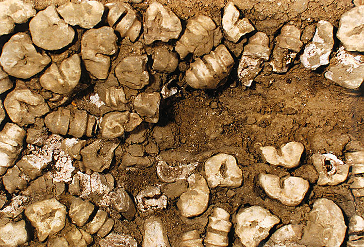 Nález podlahy dlážděné zvířecími kostmi v Široké č.p. 74, sbírkový fond Okresního vlastivědného muzea v Českém Krumlově