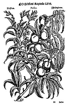 Depiction of peach from Mattioli´s book of herbs, year 1562 