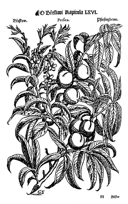 Depiction of peach from Mattioli´s book of herbs, year 1562