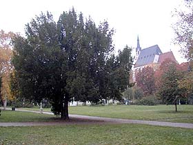 Large meadow in middle part of municipal park with massive yew and outlook on skyline of st. Vitus church, 1999, photo: J.Olšan  