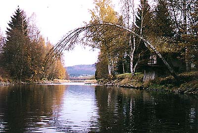 Der Fluss Vltava (Moldau), ein stiller Winkel mit einer Birke 