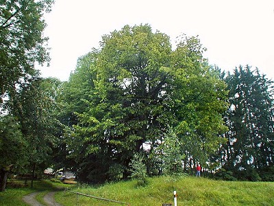 A thousand-year old lime in Běleň, foto: Lubor Mrázek 